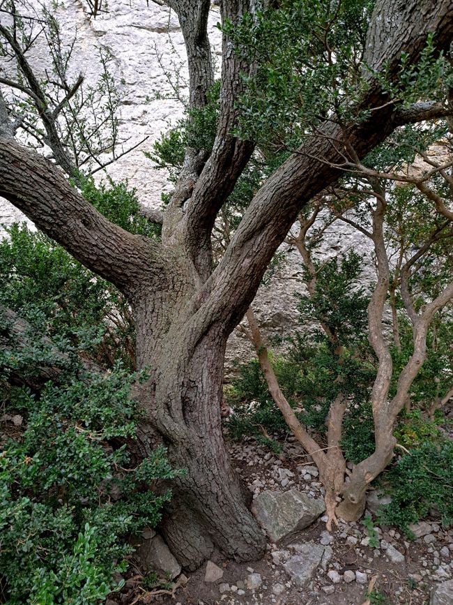 Los Aromas de las Alpilles