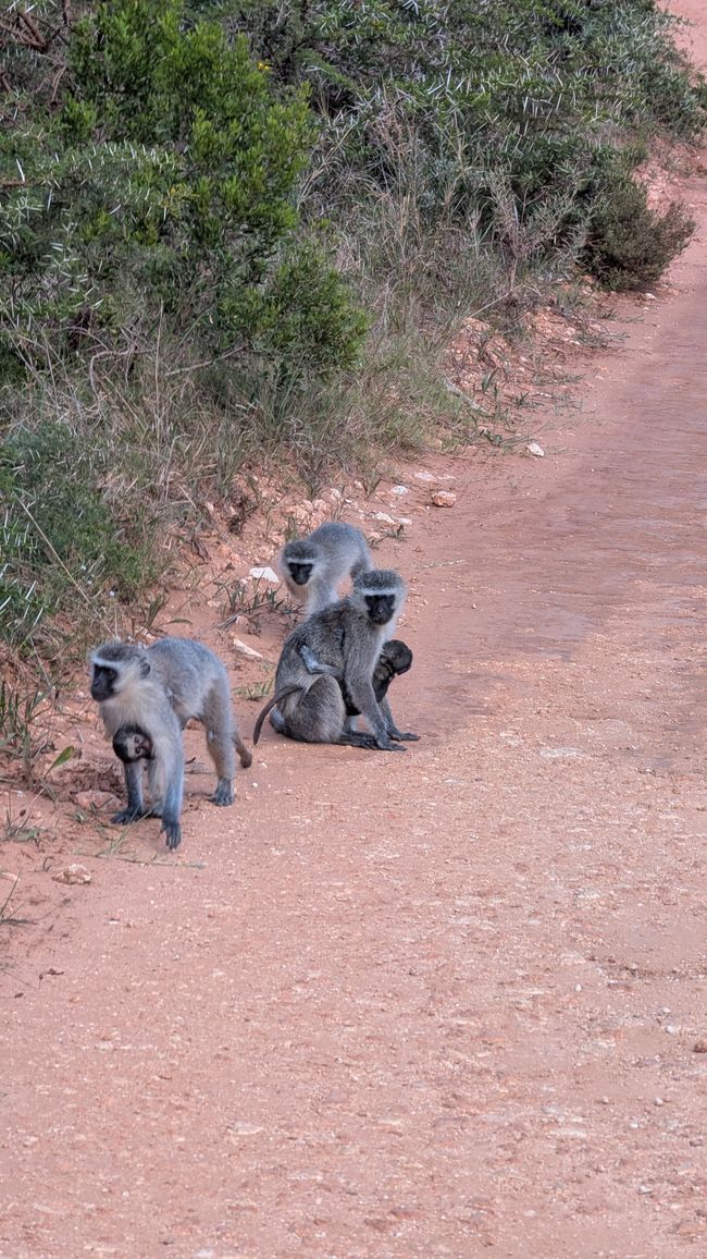 Addo Nationalpark
