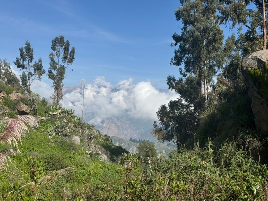 Canyon de Colca