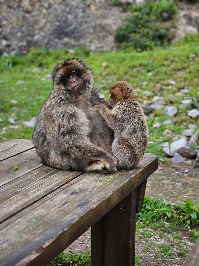 Macaco berbero con cucciolo