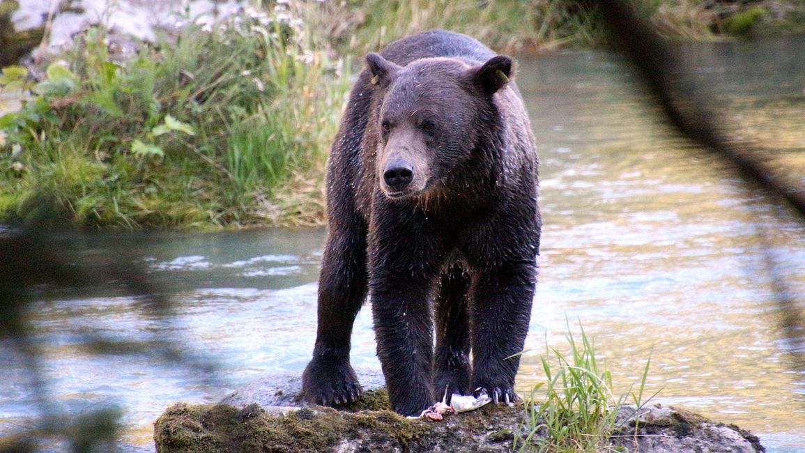 Etiqueta 26: Río Chilkoot - gran cine de osos & sesión de fotos con 'Lulu'