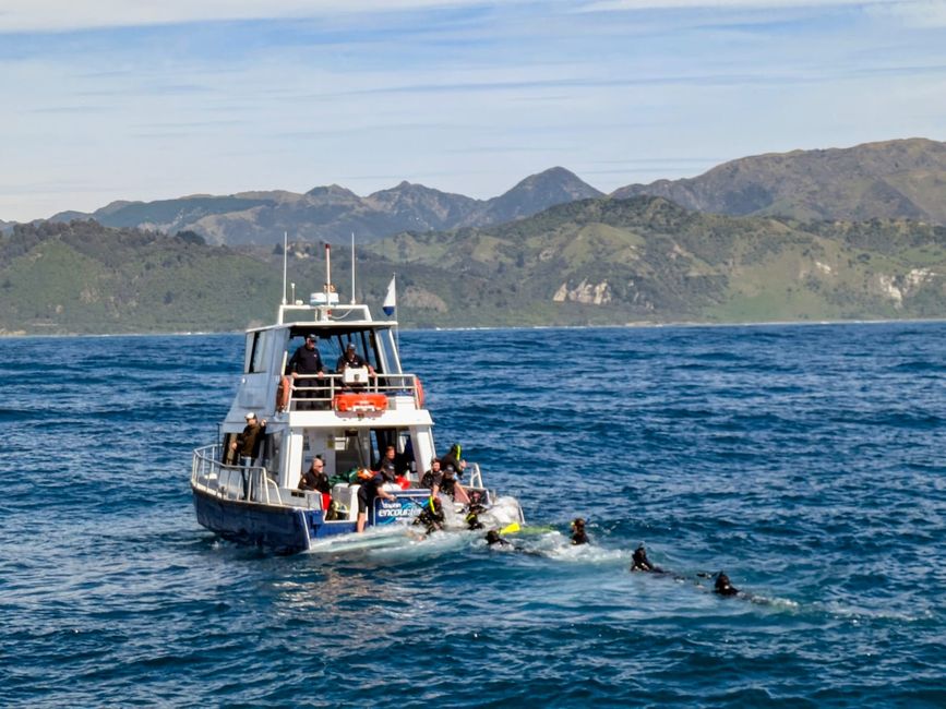 Delfin-Balett vor der South Bay in Kaikoura