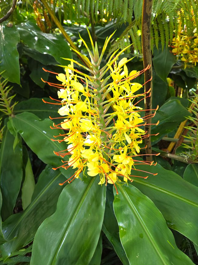 Plantes magnifiques