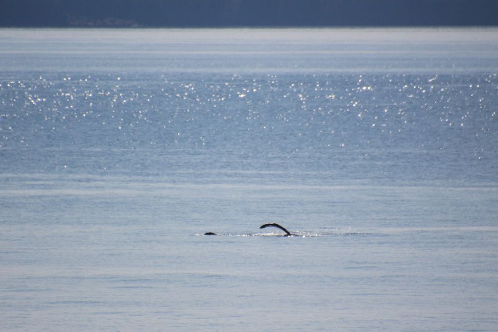 Whale Watching during the ferry ride