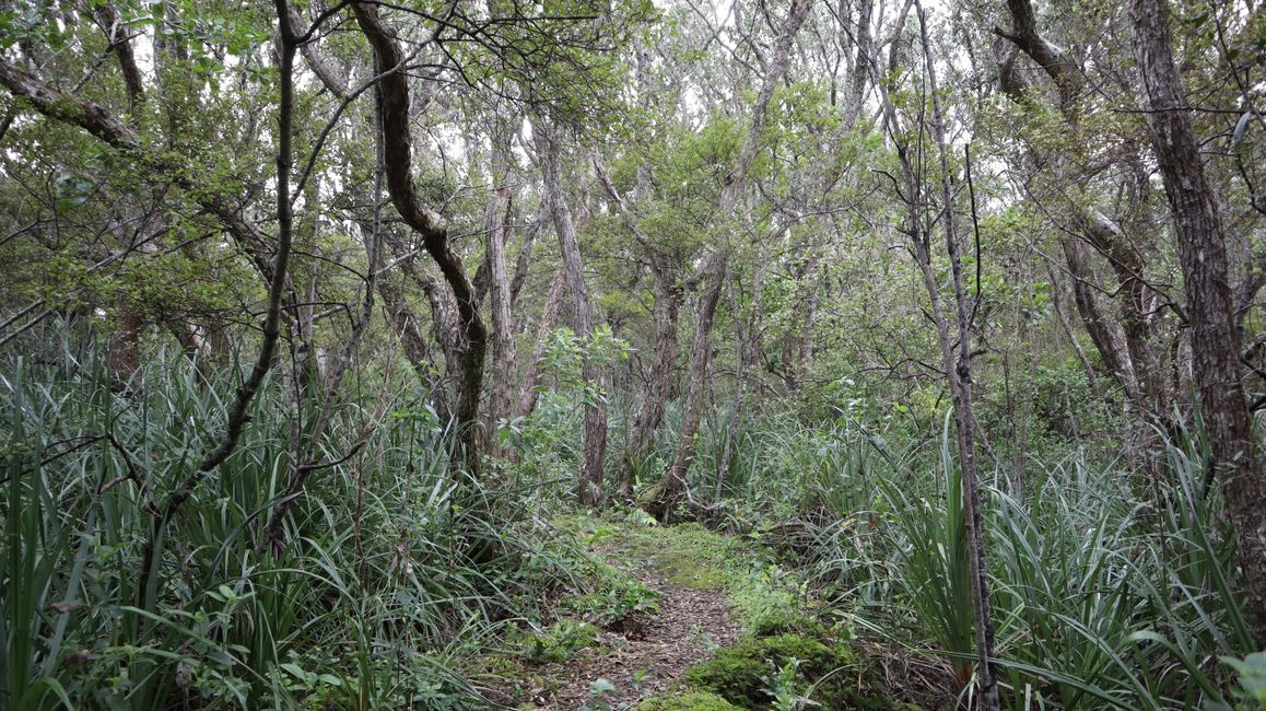 Woche 3 - Kia Ora Neuseeland!