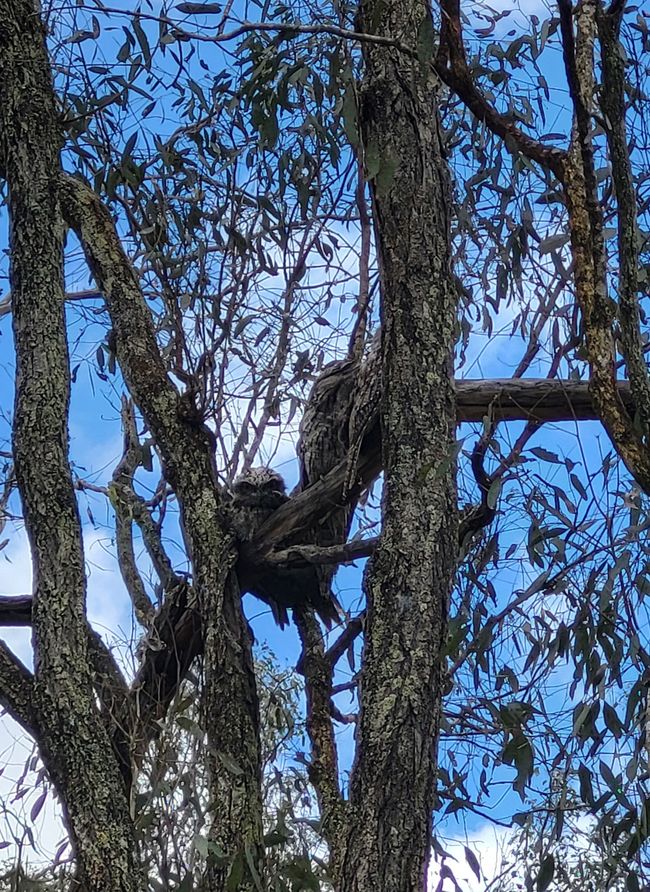 eine gut getarnte "Tawny Frogmouth" Familie (Eulenschwalm)