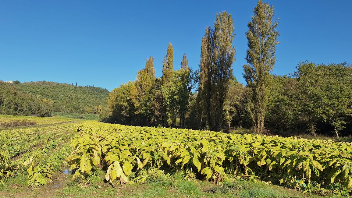 our view during the harvest