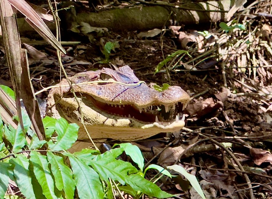 Tortuguero Nationalpark - per Boot ins Hotel Mawamba Lodge