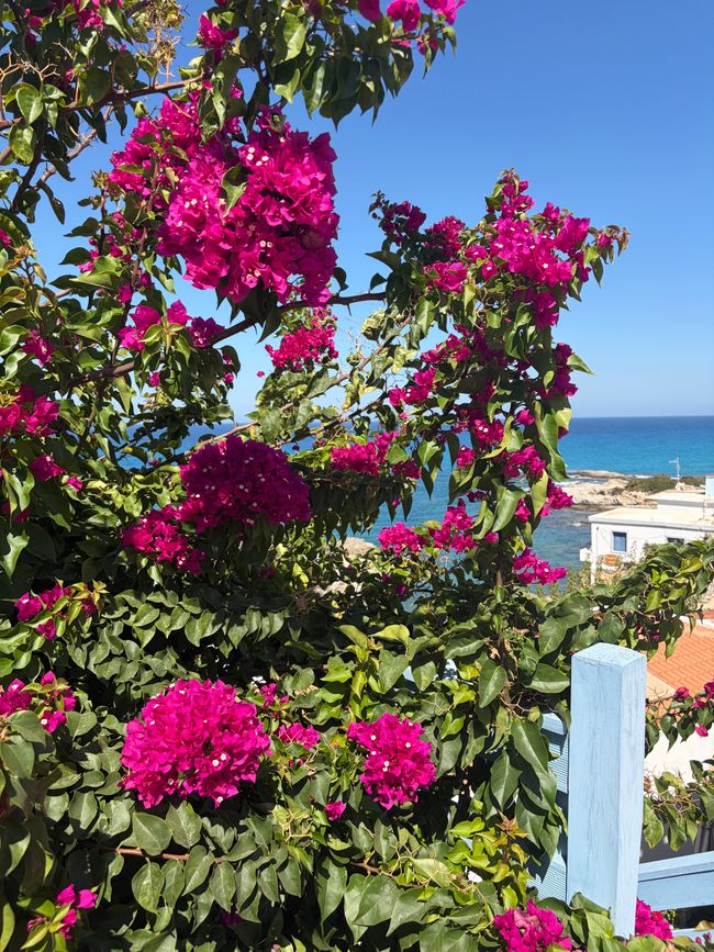 Bougainvilla