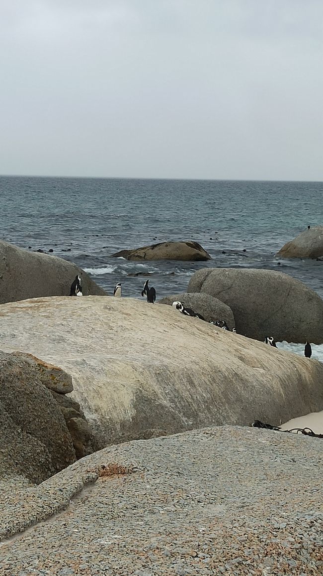 South Africa Day 5 - Penguins!