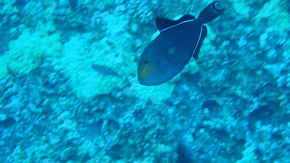 Snorkeling à Molokini - Poisson-perroquet noir
