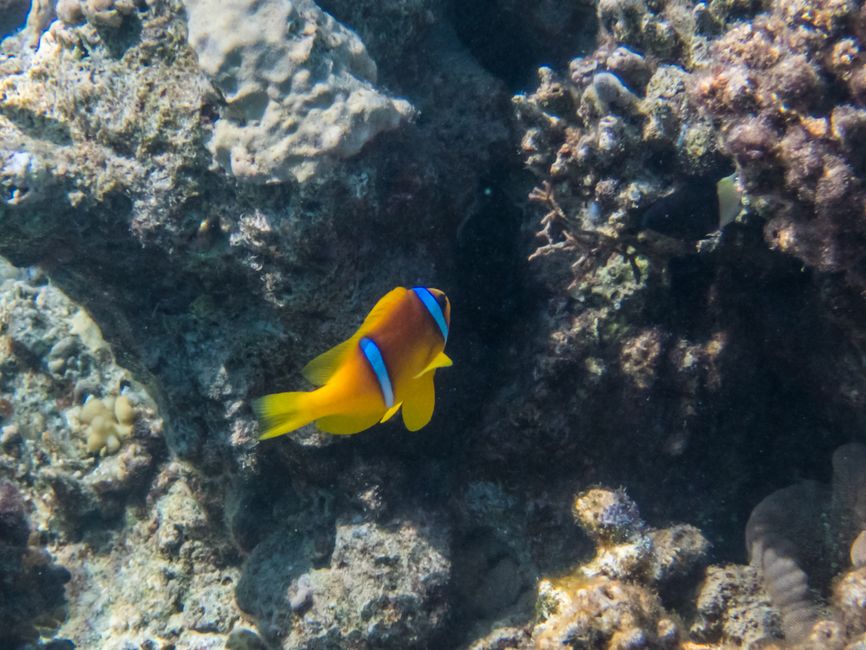 Poisson Anémone de la mer Rouge