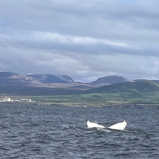 Whale Watching Husavik