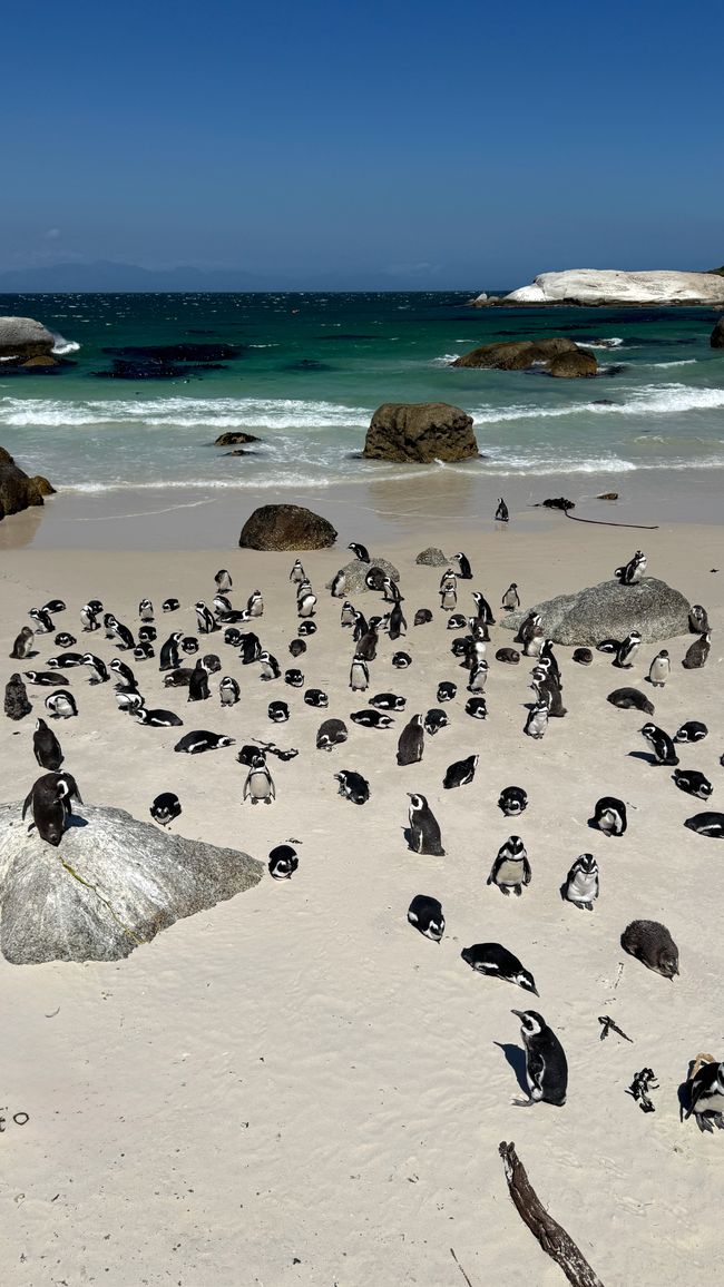 Tour del porto a Città del Capo, Spiaggia di Muizenberg, Spiaggia di Boulders, Capo di Buona Speranza