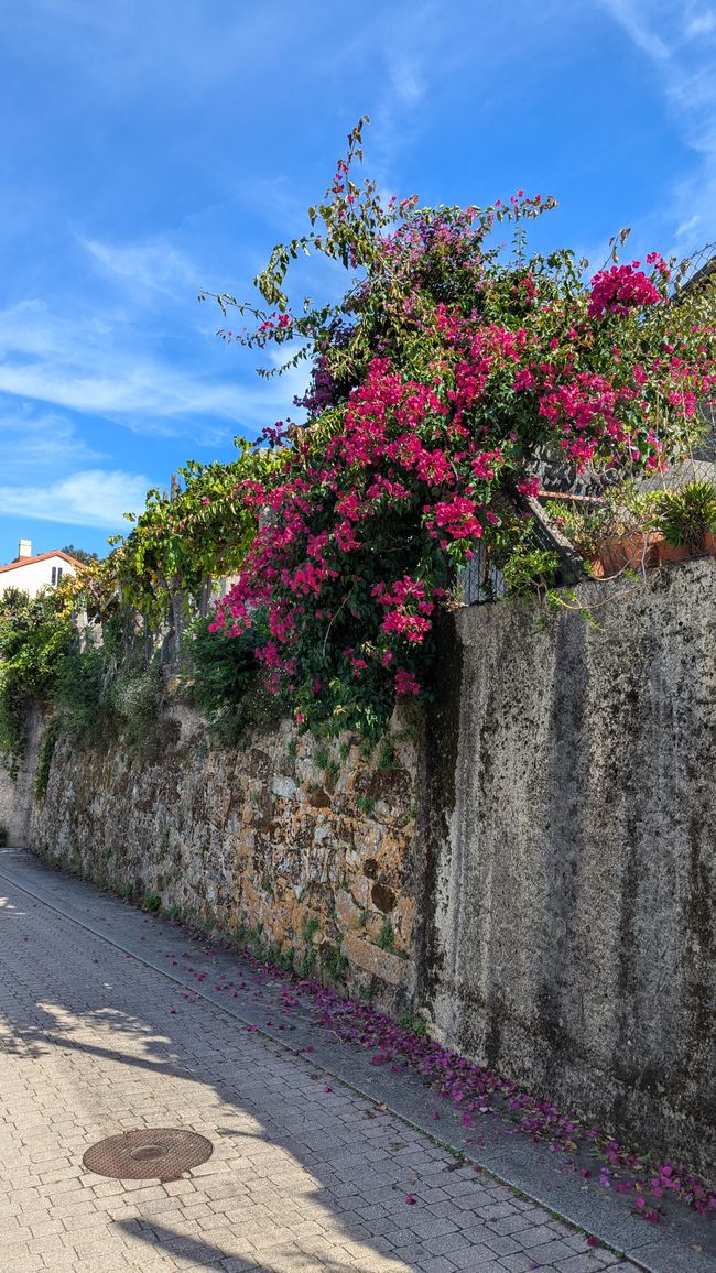 Twelfth Stage Camino Portugues from Caldas de Reis to Padron