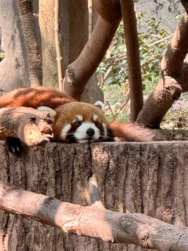 Part 2: Xi'an and Chengdu 🐼