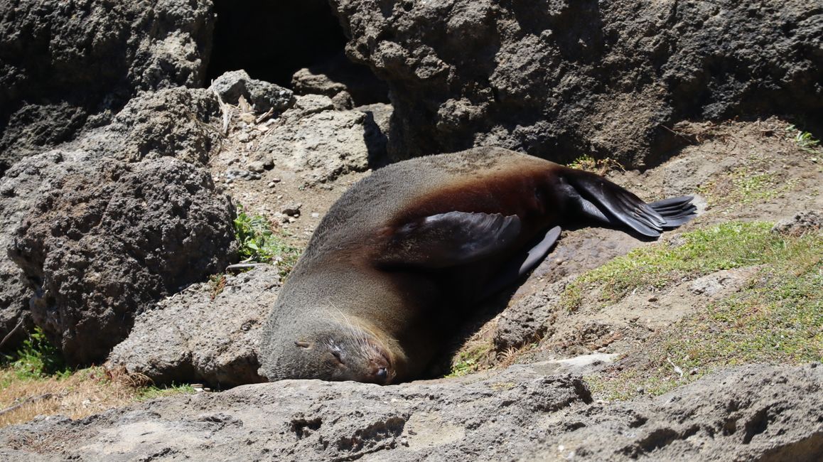 Seebär am Castlepoint Lighthouse