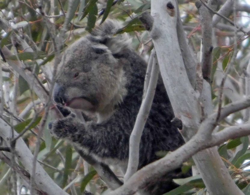 Kingscote, Kangaroo Island