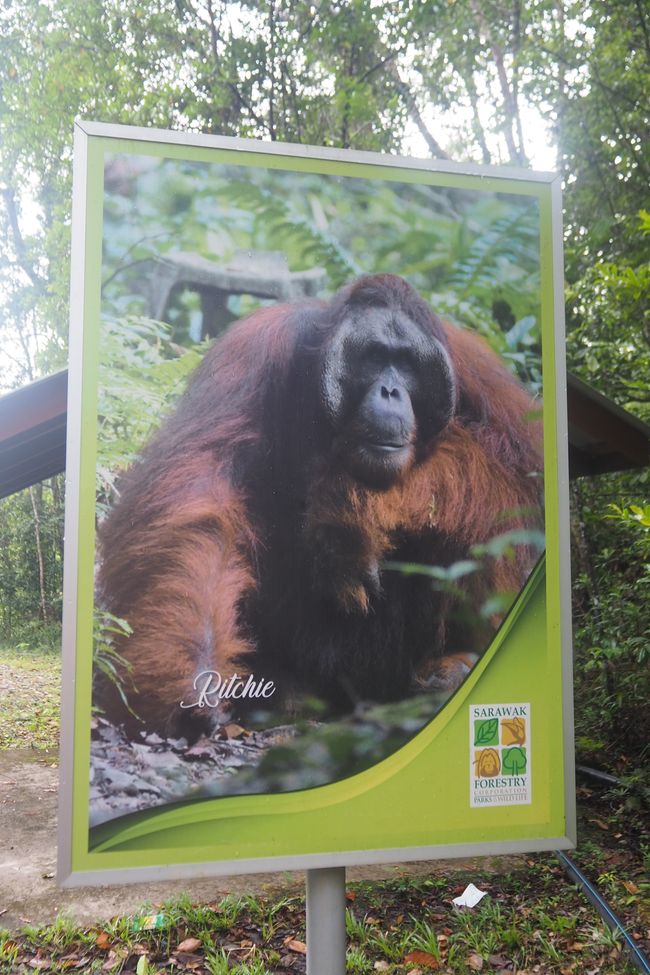 🇲🇾 The Semenggoh Wildlife 🦧 Center in Kuching/Sarawak/Borneo
