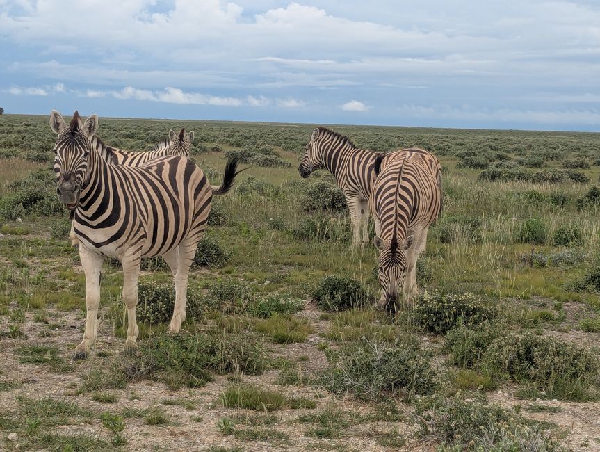 Etosha Park #2 und Onguma Bush Camp 