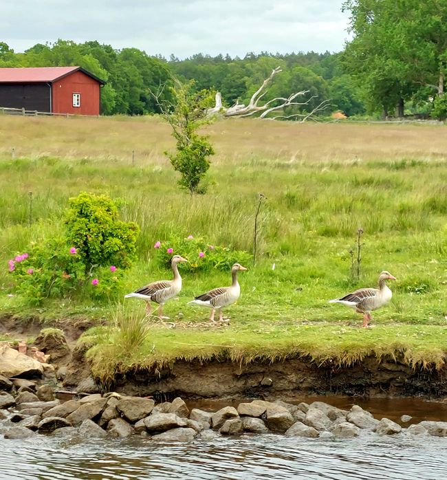 Southern Sweden Tour - Day 6