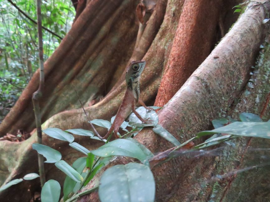 Sinharaja - l'ultima foresta pluviale dello Sri Lanka