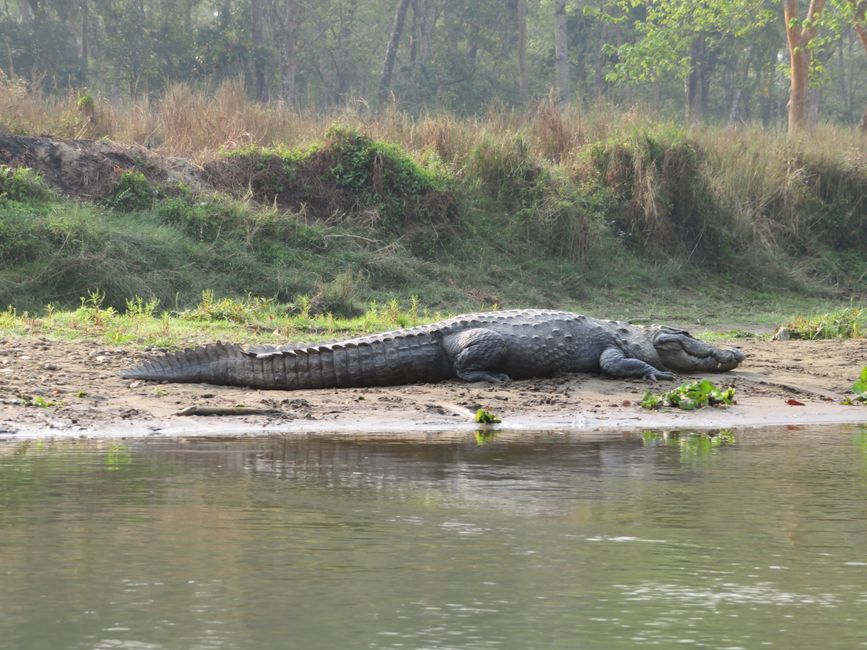 One of the many crocodiles we saw on our dugout canoe trip.