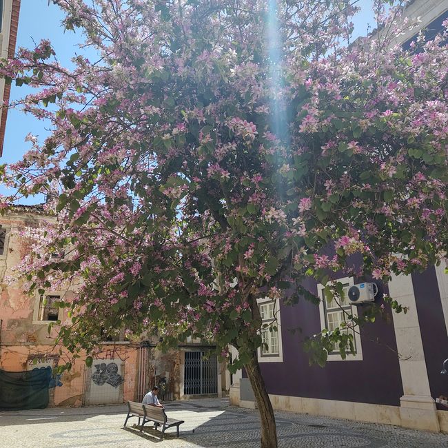 Setúbal