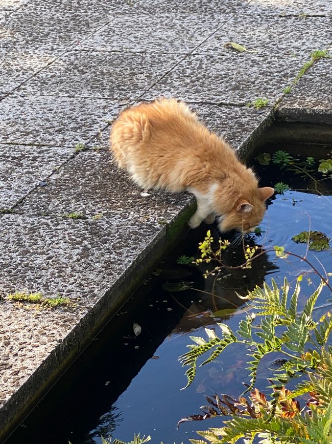 Und die Katze hatte nur Durst