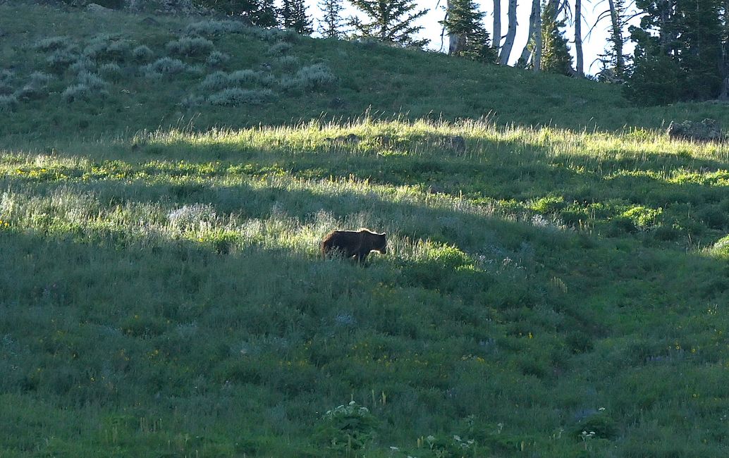 Grizzly-Bär