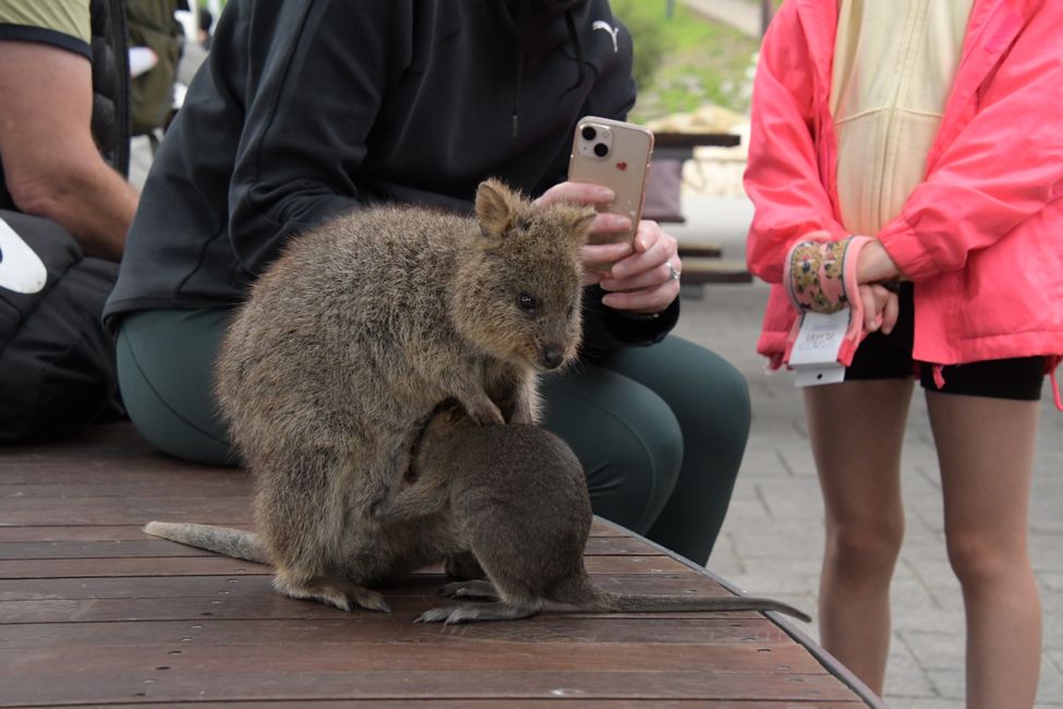 Rottnest Island - Quokkas / Quokkas