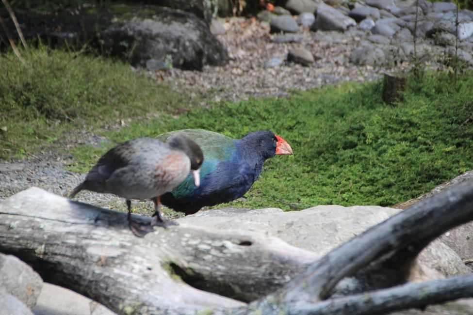 Zoo Auckland: Takahe und Blue Duck