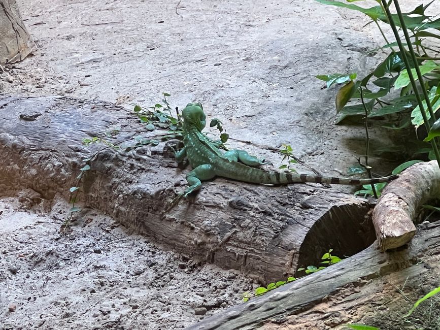 Tag 16 - Phu Quoc: Tierische Higloghts und glitzerndes Einhorn