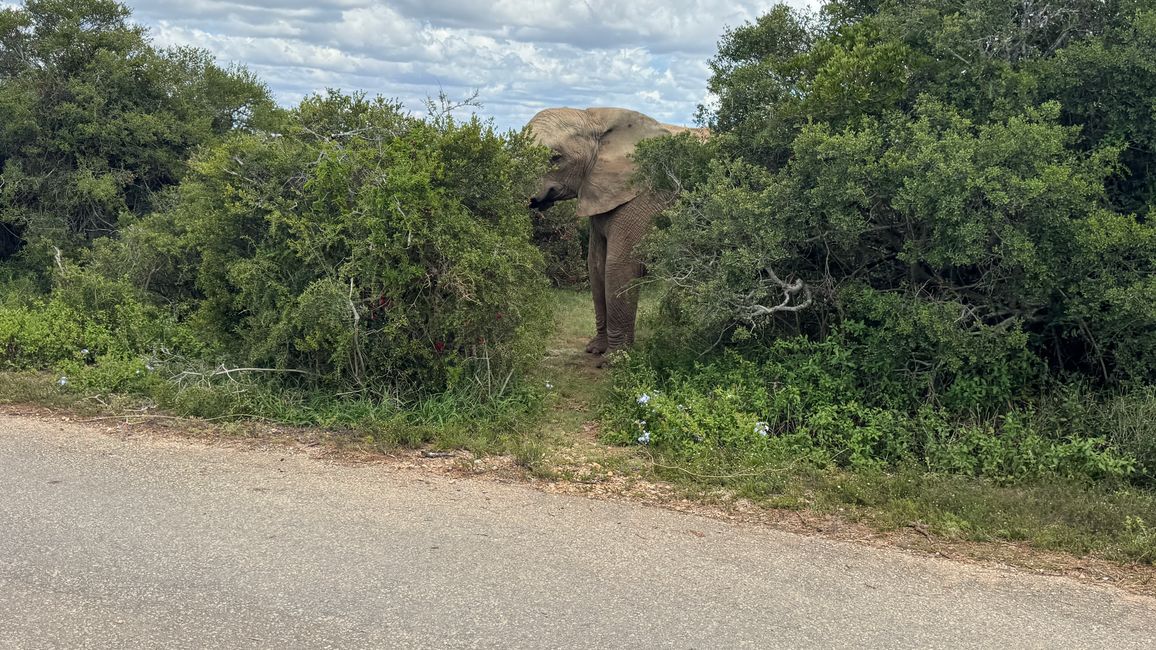 Addo Nationalpark