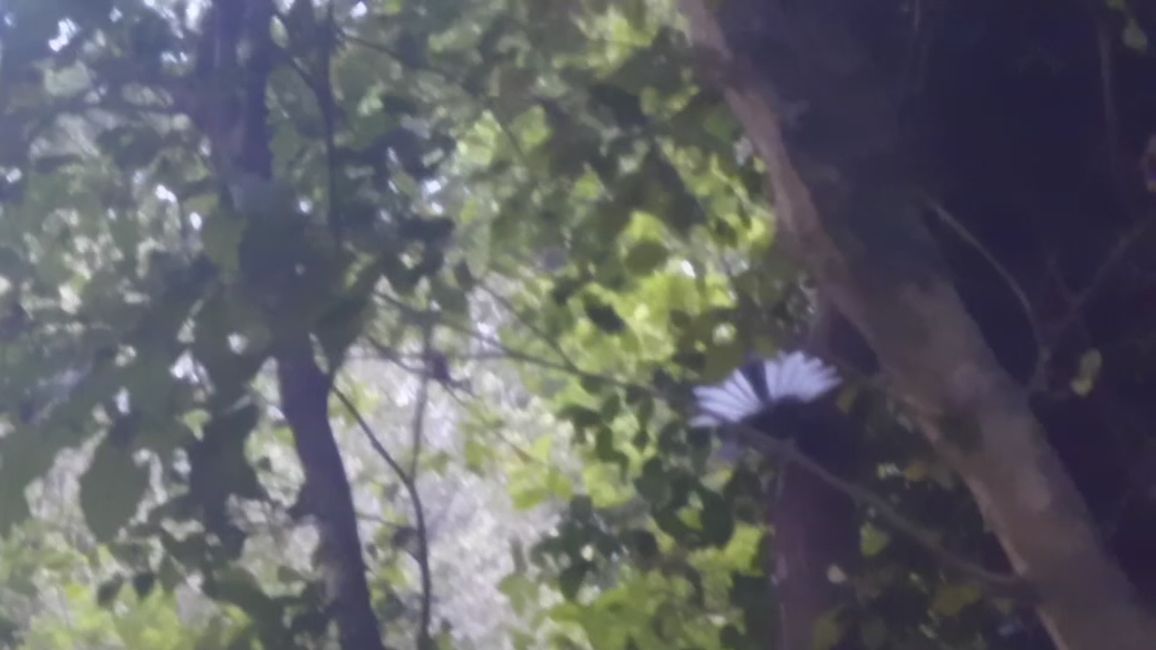 Oiseau éventail