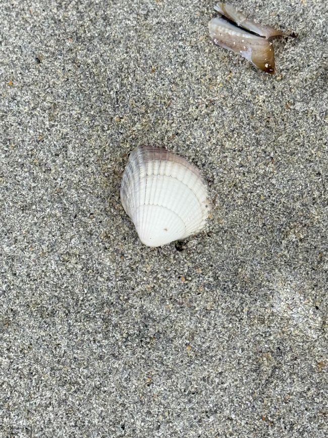 海滩上的一天…