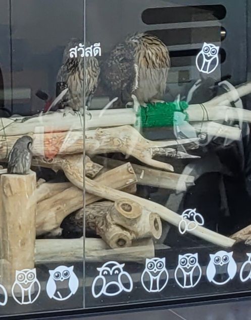 Lebende Eulen im Schaufenster in der Altstadt