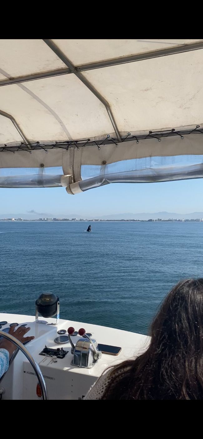 observation des baleines