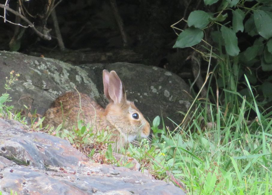 Conejo