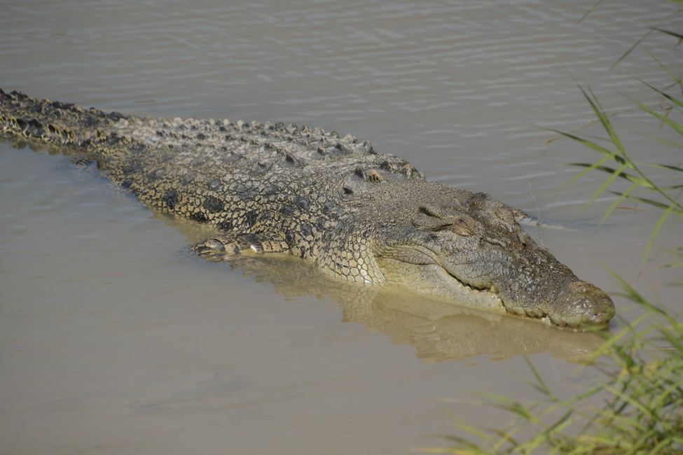 Kakadu NP - Salzwasserkrokodil / Salt water crocodile