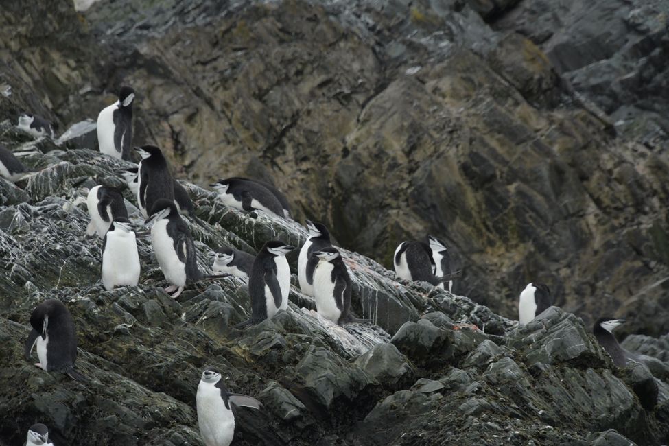 Zügelpinguine / Chinstrap penguins