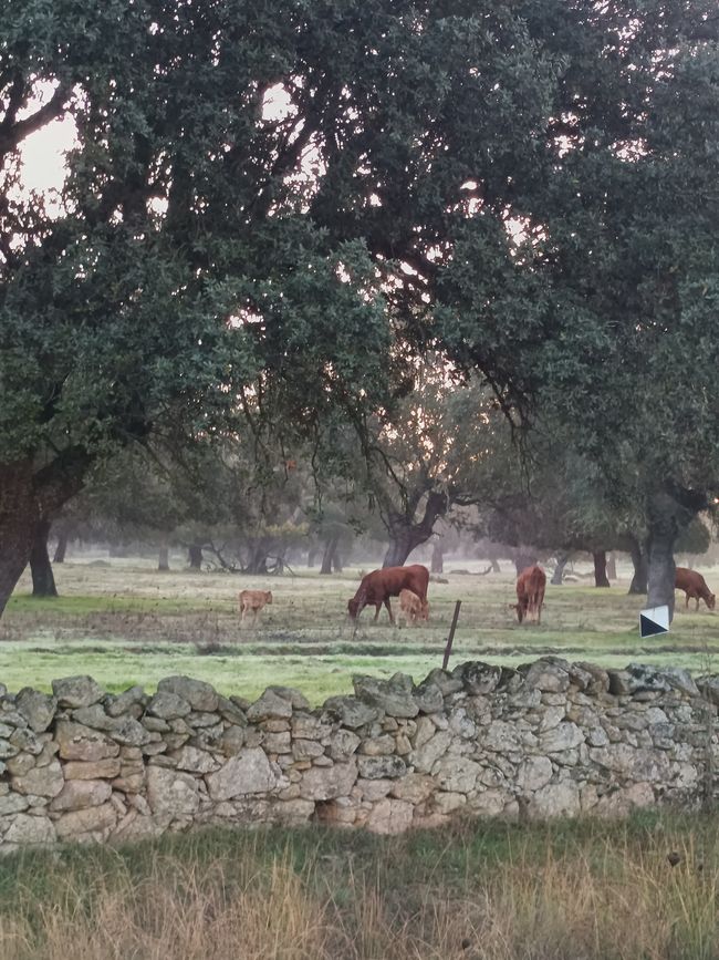 Tierische Gesellschaft 