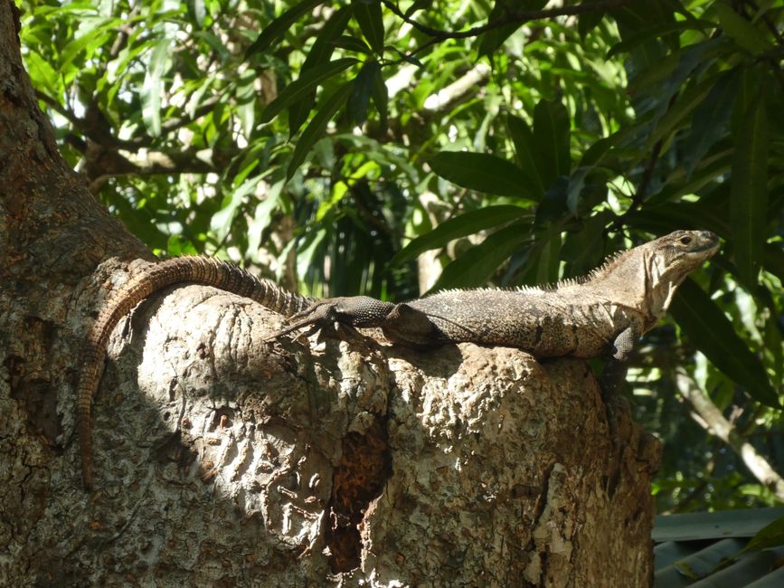Leguan in the Curu Reserve