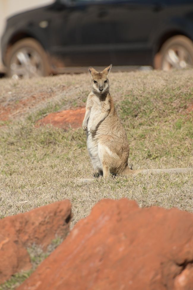 Kangaroo at 80 Mile Beach / Kangaroo at 80 mile beach