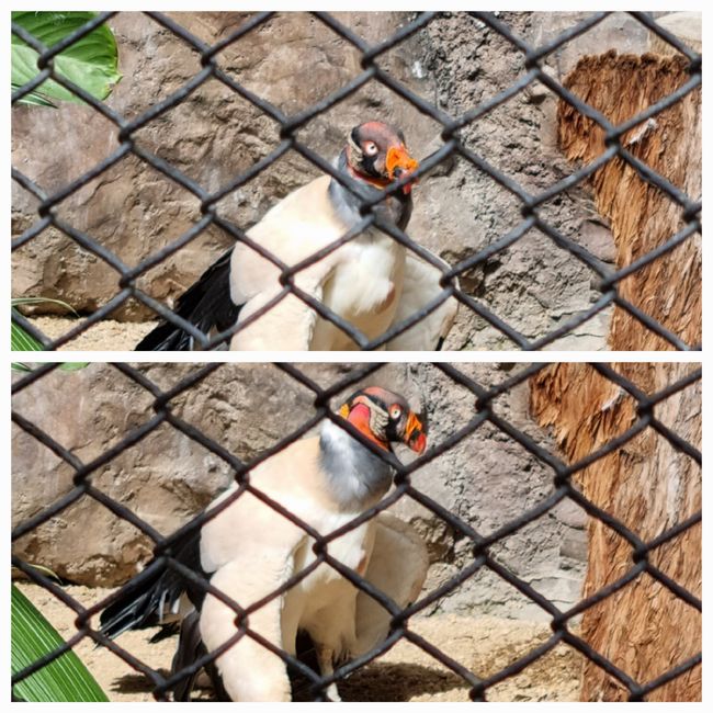 Tag drei: Zoo Aurora und Stadtteil Cayala