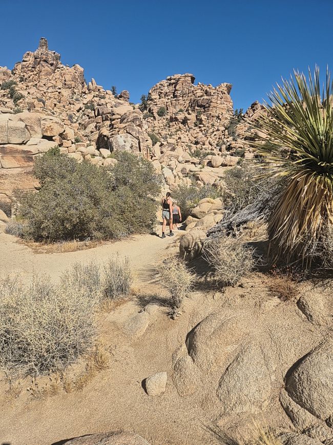 26.09. Joshua Tree Park