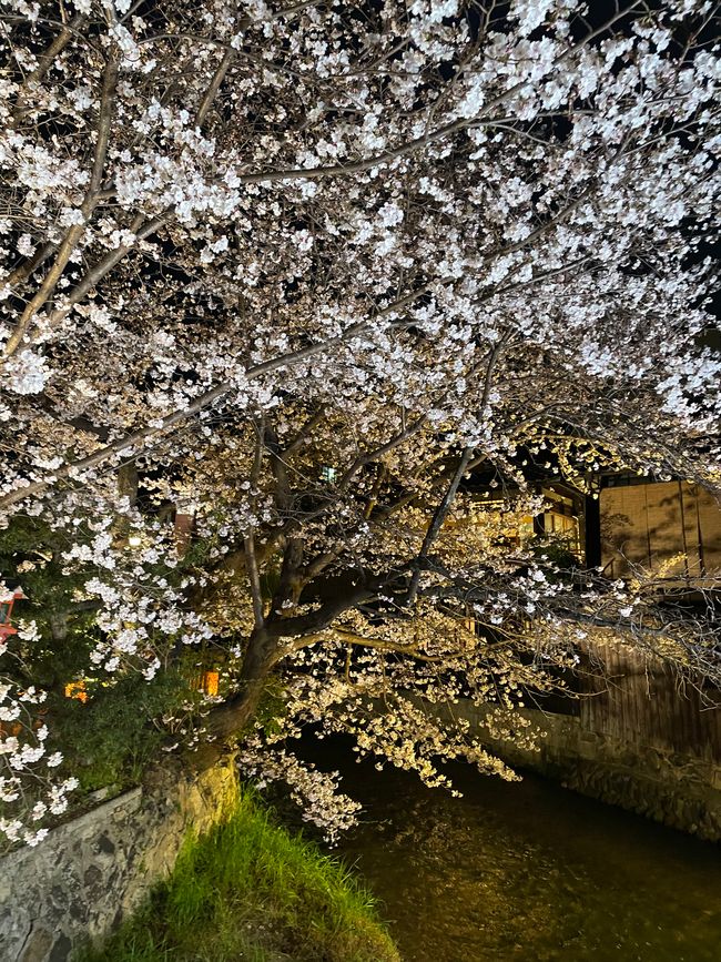 Kyoto-Sábado-05.04.25