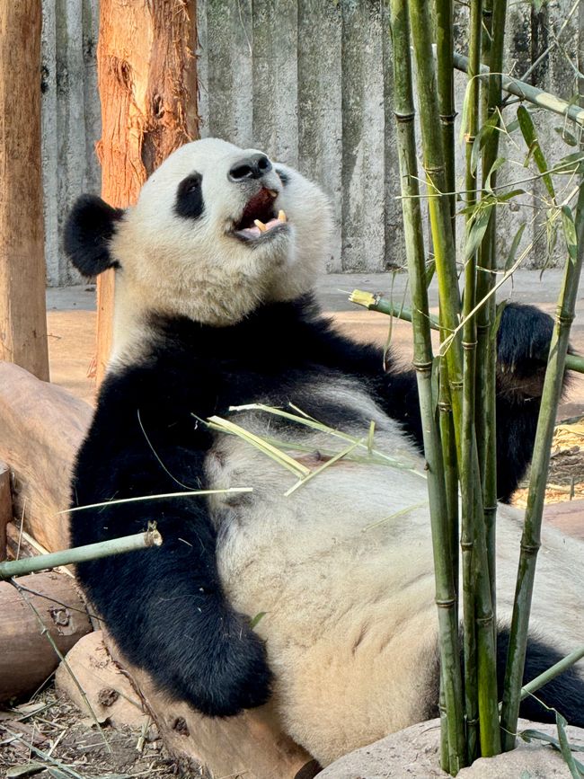 Part 2: Xi'an and Chengdu 🐼