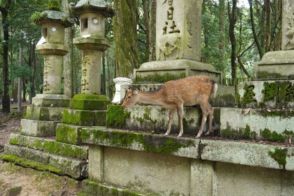 Über Nara nach Kyoto