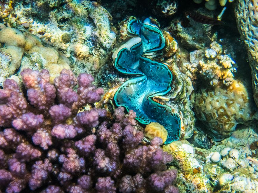 Coquillage géant